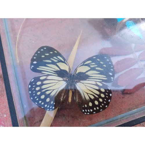 Série de Papillons Exotiques