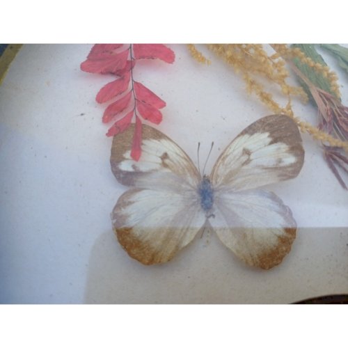 Série de Papillons Exotiques