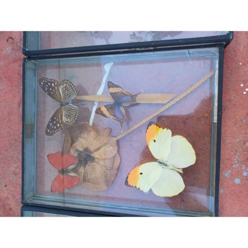 Série de Papillons Exotiques