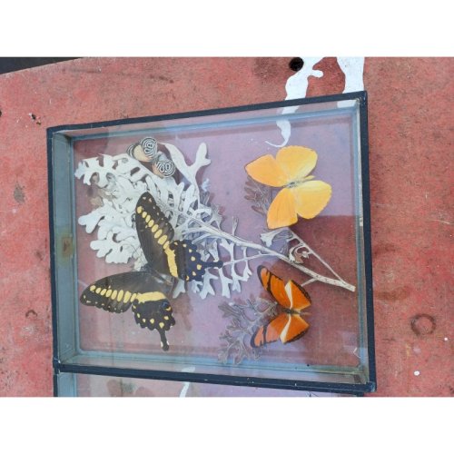 Série de Papillons Exotiques