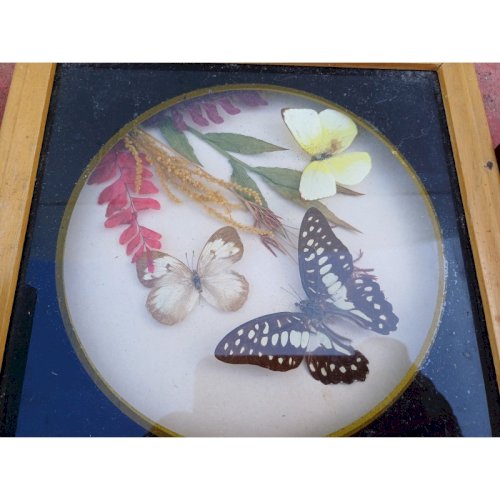 Série de Papillons Exotiques