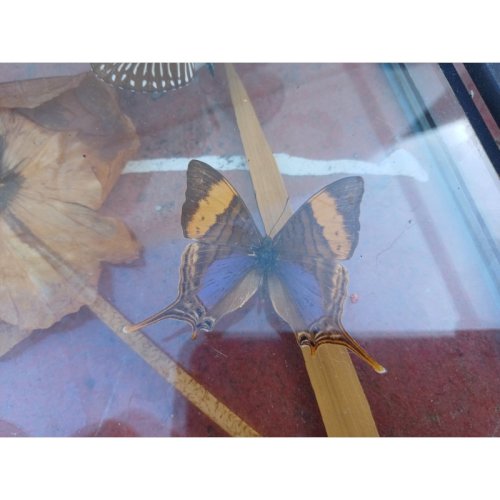 Série de Papillons Exotiques