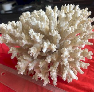 Spécimen de corail blanc naturel 