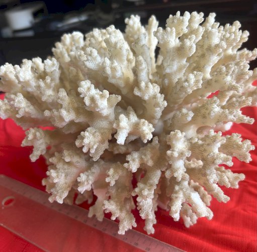 Spécimen de corail blanc naturel 