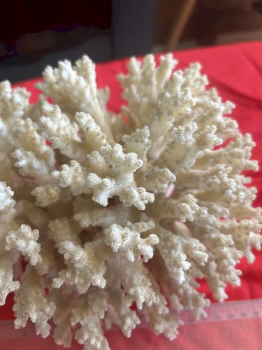 Spécimen de corail blanc naturel 