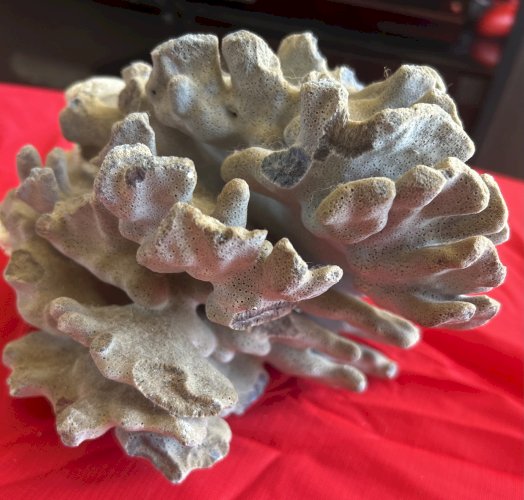 Spécimen de corail bleu naturel