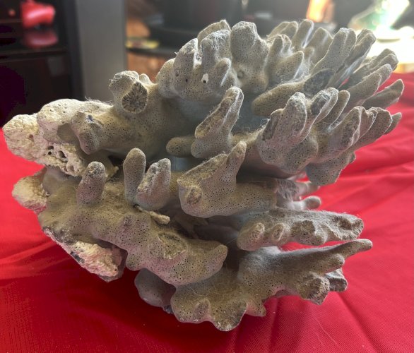 Spécimen de corail bleu naturel
