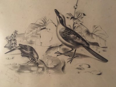 Superbe Dessin Très FiN Oiseau Nid Mine De Plomb Fusain XIXe Histoire Naturelle