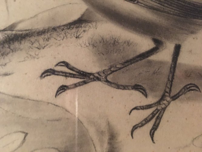 Superbe Dessin Très FiN Oiseau Nid Mine De Plomb Fusain XIXe Histoire Naturelle