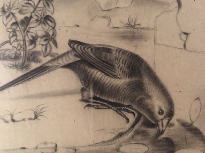 Superbe Dessin Très FiN Oiseau Nid Mine De Plomb Fusain XIXe Histoire Naturelle
