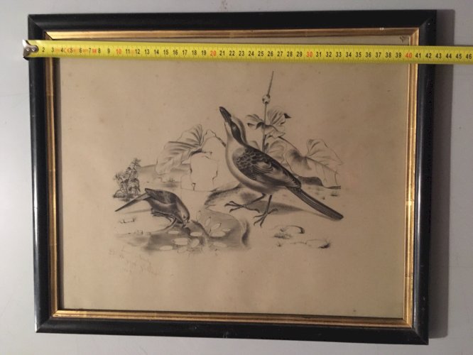 Superbe Dessin Très FiN Oiseau Nid Mine De Plomb Fusain XIXe Histoire Naturelle