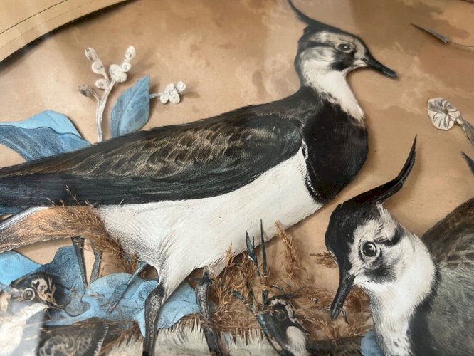 Tableau trompe-l’œil – vanneaux huppés – art animalier – décor naturaliste