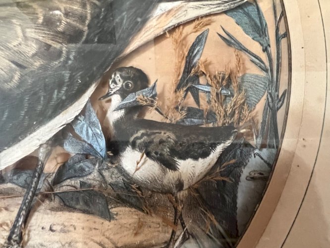 Tableau trompe-l’œil – vanneaux huppés – art animalier – décor naturaliste