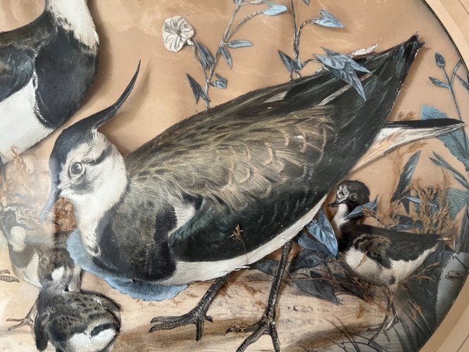 Tableau trompe-l’œil – vanneaux huppés – art animalier – décor naturaliste