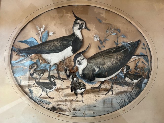 Tableau trompe-l’œil – vanneaux huppés – art animalier – décor naturaliste