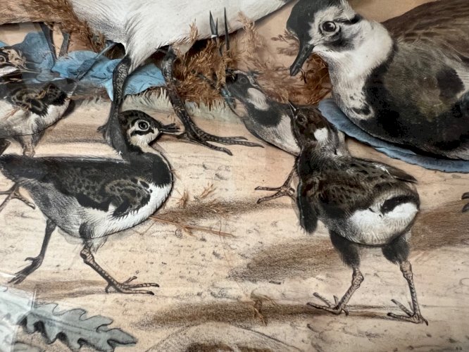 Tableau trompe-l’œil – vanneaux huppés – art animalier – décor naturaliste