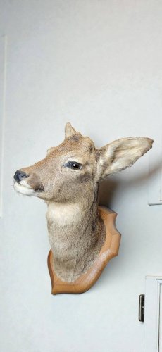 Tête de chevreuil empaillé et naturalisé taxidermie