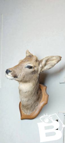 Tête de chevreuil empaillé et naturalisé taxidermie