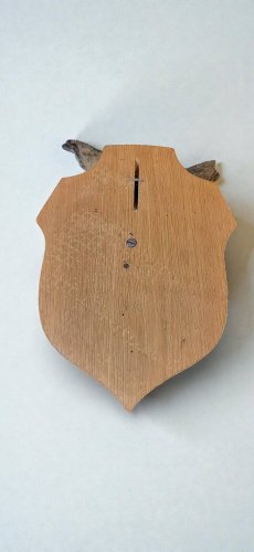 Tête de chevreuil empaillé et naturalisé taxidermie