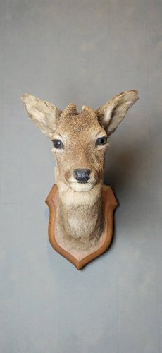Tête de chevreuil empaillé et naturalisé taxidermie