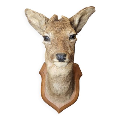 Tête de chevreuil empaillé et naturalisé taxidermie