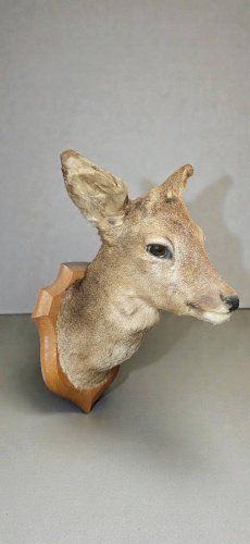 Tête de chevreuil empaillé et naturalisé taxidermie
