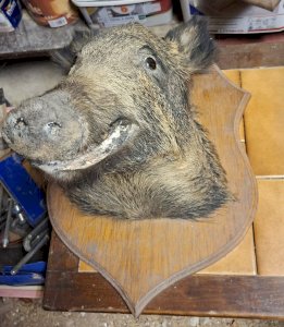 Tete sanglier 