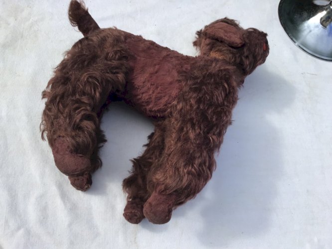 Très Ancien petit caniche  en peluche rembourrage  yeux