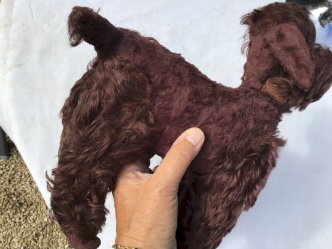 Très Ancien petit caniche  en peluche rembourrage  yeux