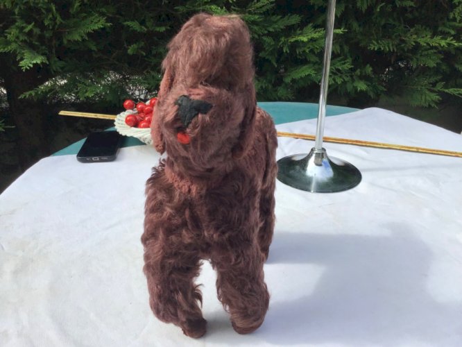 Très Ancien petit caniche  en peluche rembourrage  yeux