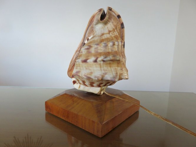 TRES ANCIENNE LAMPE COQUILLAGE SUR SOCLE BOIS ANNEES 40 50 VINTAGE 