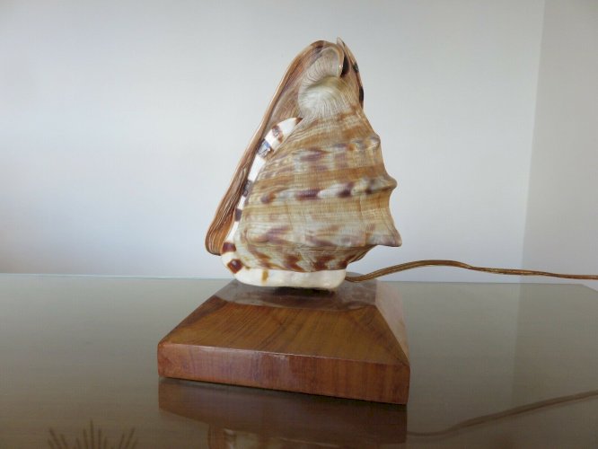 TRES ANCIENNE LAMPE COQUILLAGE SUR SOCLE BOIS ANNEES 40 50 VINTAGE 