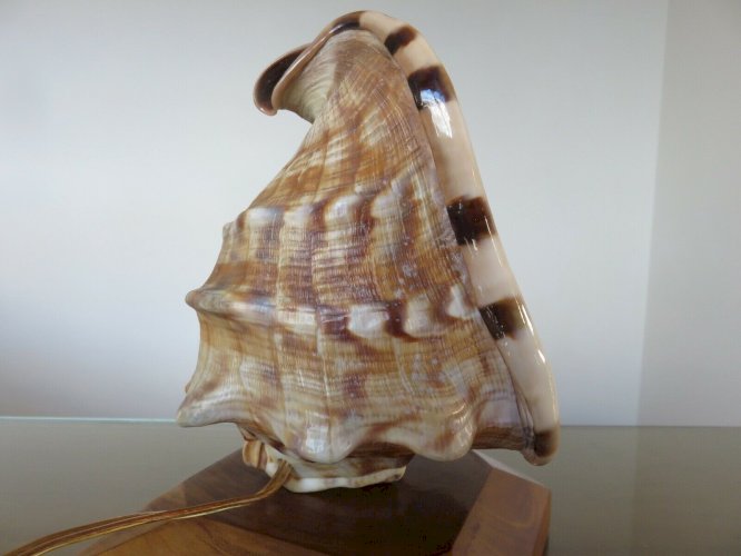 TRES ANCIENNE LAMPE COQUILLAGE SUR SOCLE BOIS ANNEES 40 50 VINTAGE 