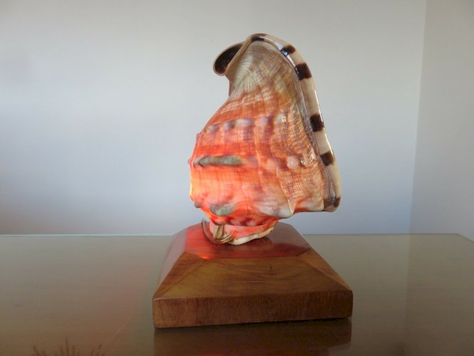 TRES ANCIENNE LAMPE COQUILLAGE SUR SOCLE BOIS ANNEES 40 50 VINTAGE 