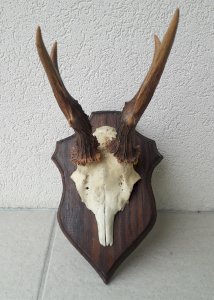 Trophée chevreuil