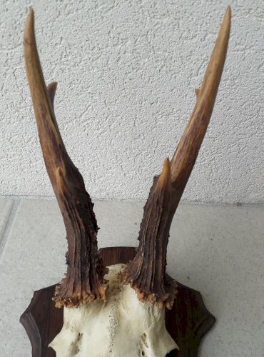 Trophée chevreuil