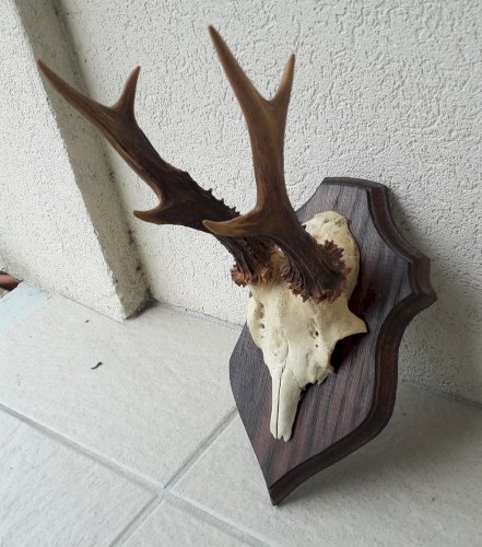 Trophée chevreuil