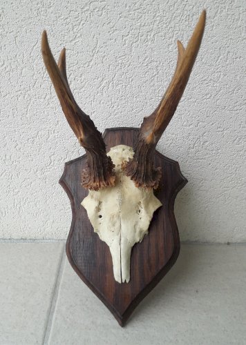 Trophée chevreuil