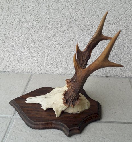 Trophée chevreuil