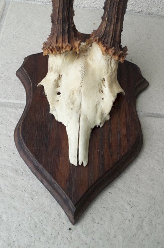 Trophée chevreuil