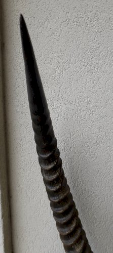 Trophée corne Afrique