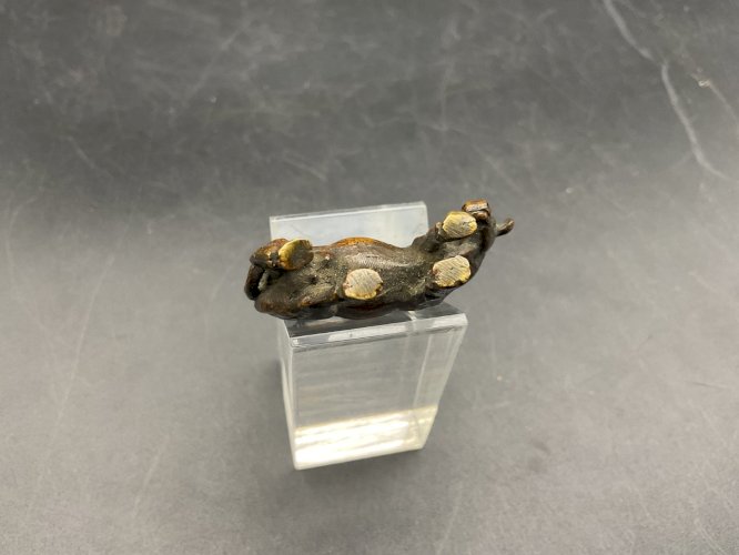 Vache bronze de Vienne  Austrian Wien cold painted .