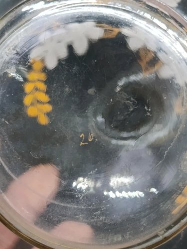 vase/ bouteille en verre avec decor floral emaillé style legras en bon etat