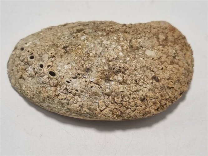 Vide poche coquillage